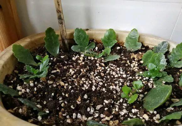  【发芽】5种花太贵，别花“冤枉钱”，剪片叶子丢盆里，20天生根发芽！
