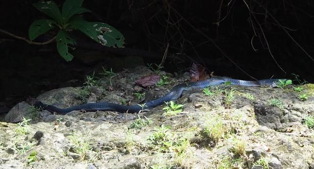 中国路亚钓鱼人远征苏门答腊，前去消灭泛滥成灾的金线多曼鱼