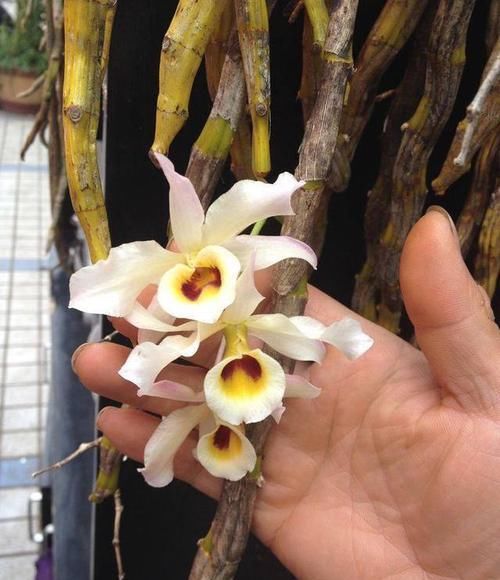 「专属」父亲专属特有之花,石斛花,父亲节送父亲的专属花