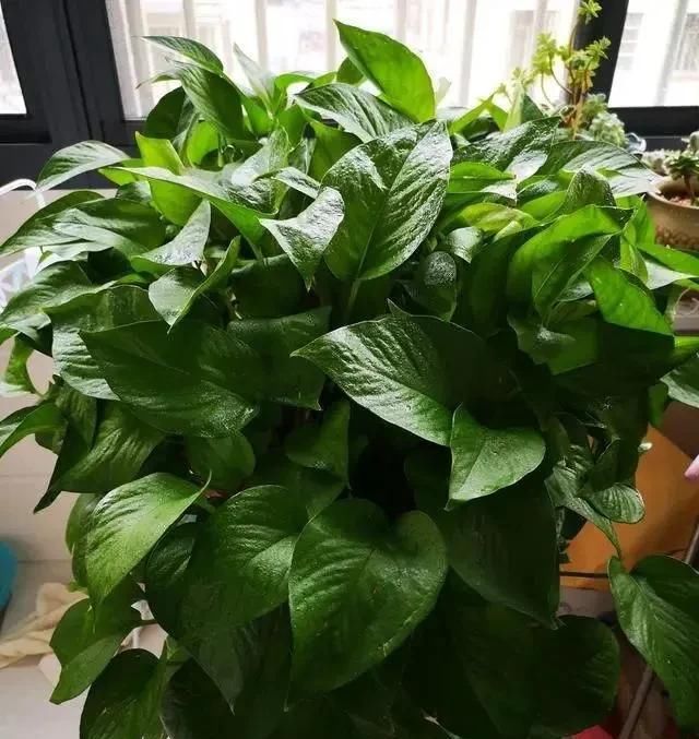 绿油油■养绿萝,注意4细节,随便养都爆盆,枝繁叶茂长成“绿瀑布”!