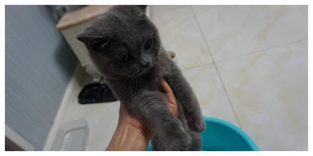  [于猫咪而言]对猫咪来说，几种近乎于虐待般的惩罚行为