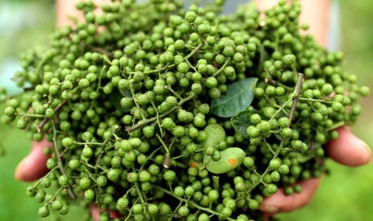  调味品：农村一种常见调味品，现在一斤10元，套种养殖每年纯赚8