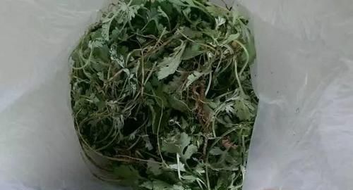 「细菌」细菌最“讨厌”3种植物,养“10盆”也不嫌多,能让家人更健康!