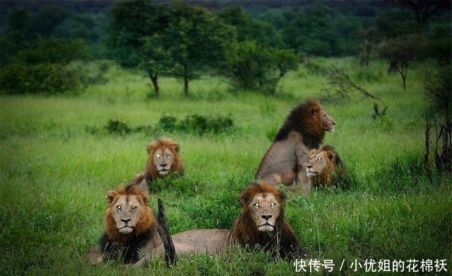『对手』曾几何时,六头雄狮称霸草原,战斗力令对手闻风丧胆