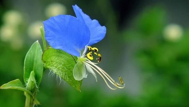  【需求量】长在农田里的这种植物，农民以前用它来喂家禽，如今