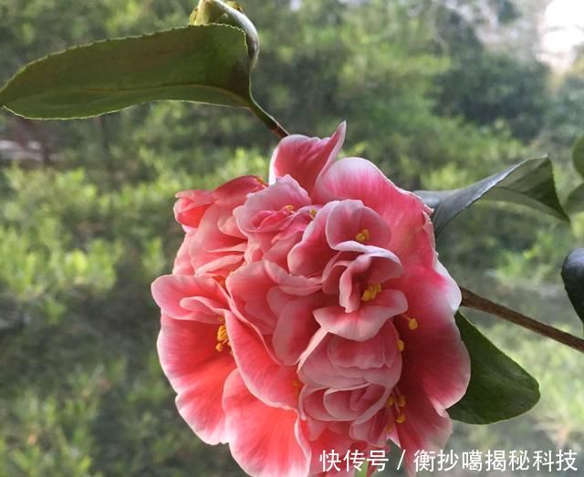 【缺水】地栽茶花的叶片发黄变卷,居然是脱水干死,原因在根部,还能救吗