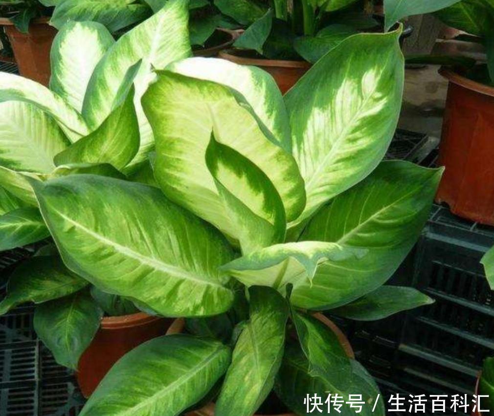 「漂亮」生活中常见的6种花,都含有“毒性”,再喜欢都不能在室内养