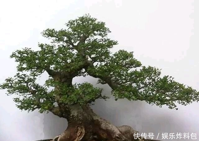 『朱立明』欣赏朱立明的盆景,学会体贴!