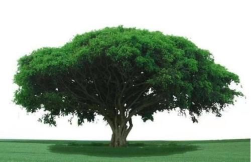 为什么草原上草那么多，却不见参天大树呢？看完长见识了