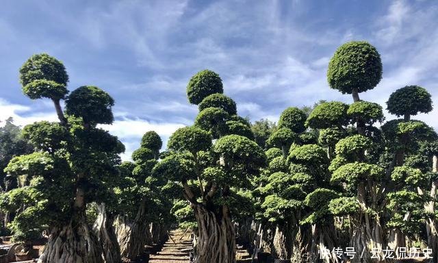  「值钱」可以摆阳台的“镇宅树”，1盆价值“1万”，养8年像盆景，值钱！