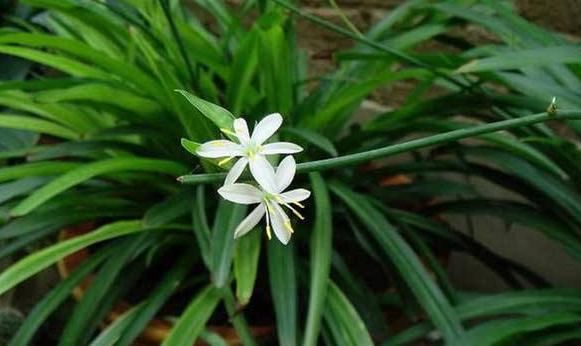  #养花#养花就养“它”，比绿萝好养，花色喜庆，四季有花开，蕊黄瓣艳