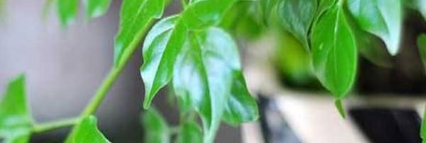 『导致树干』平安树树干发黑枯死如何处理