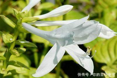 『浪漫』十二个月,十二种花,中国传统花朝节是如此的浪漫美好!