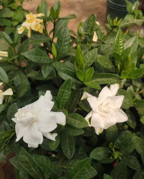  「油绿」栀子花有4个“喜好”，满足它，叶片四季油绿，开花又大又多
