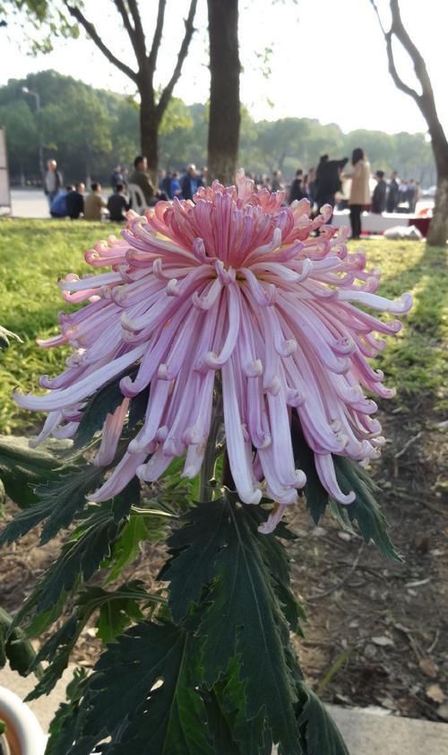  「妩媚动人」喜欢菊花，就养个'珍稀名菊'花芳菊，花开妖娆，妩媚动人，真美