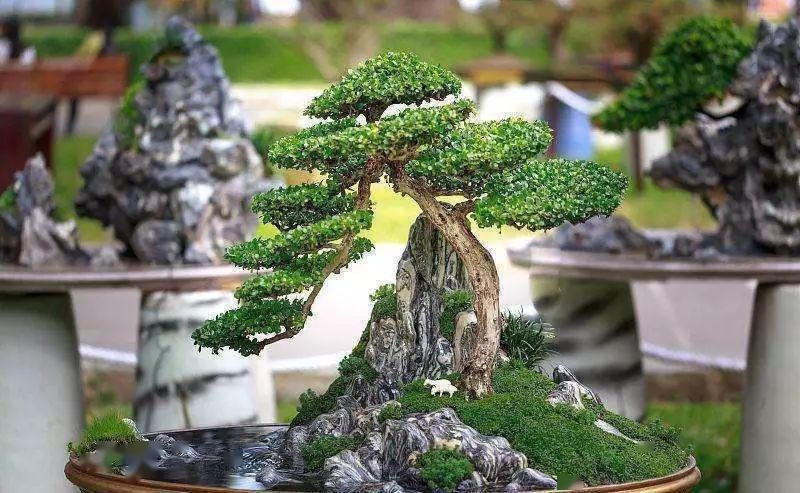 拆开:拆开山水盆景才恍然大悟,原来植物要这样才能固定在山石盆景!
