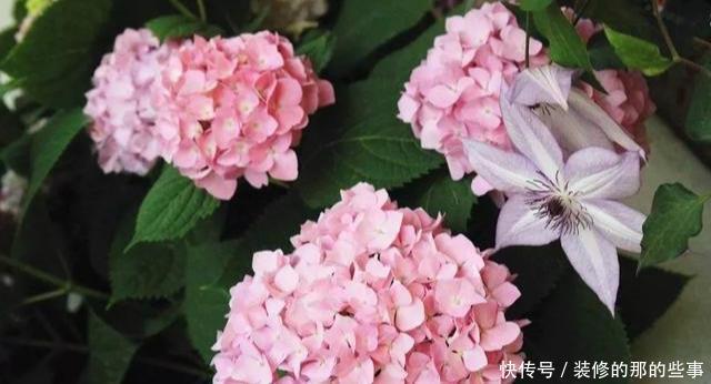 次水就行@阳台变花园,8种花现在养,半个月就爆满阳台,长的飞快花也多