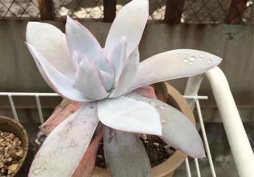  露养■多肉露养好时节：扔外面，1个月没管，美得跟整容了一样！