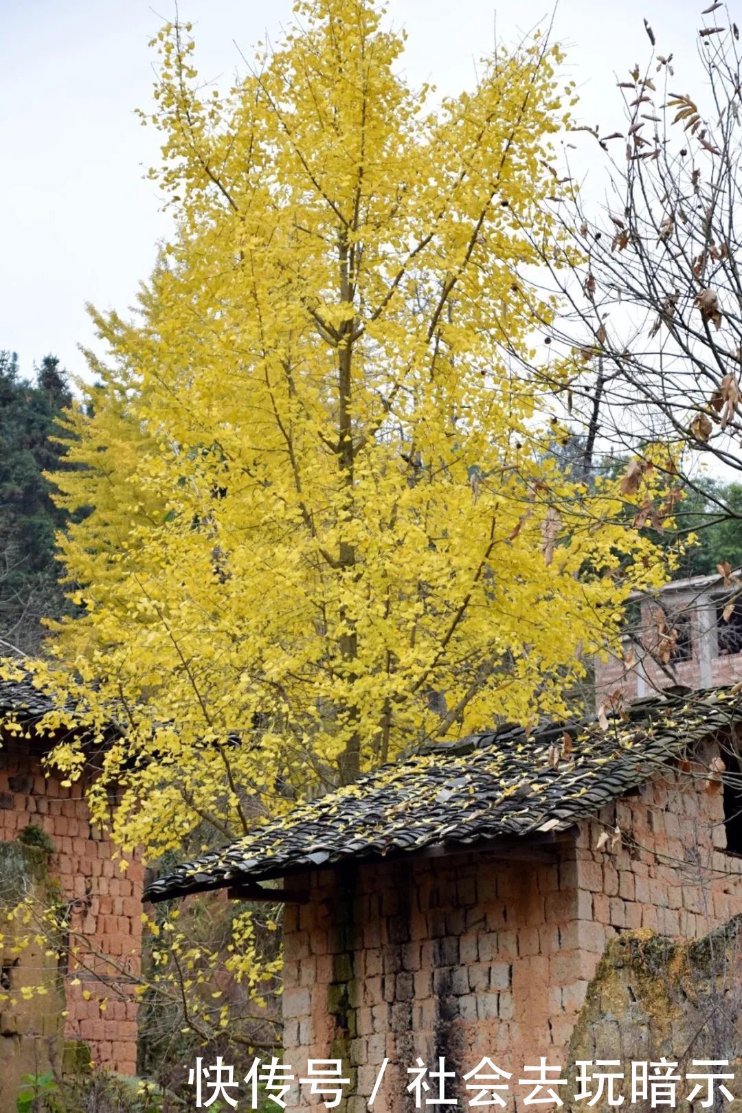 深藏广东的“银杏之乡”，深秋赏叶好去处，风景堪称一绝