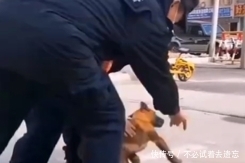 『主人』暖心警队养丢失狗狗,并为其寻找主人