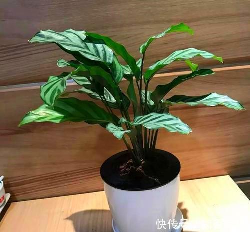  『观叶』竹芋观叶价值高，比五彩斑斓的花更美，养好了也能开花