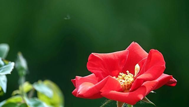  「爆花」藤本月季“爆花”进行时，笋芽萌发，如何施肥？