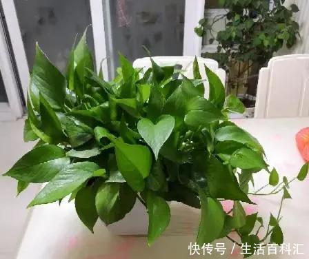 常见|花市常见的7种花,买回家总是养不活