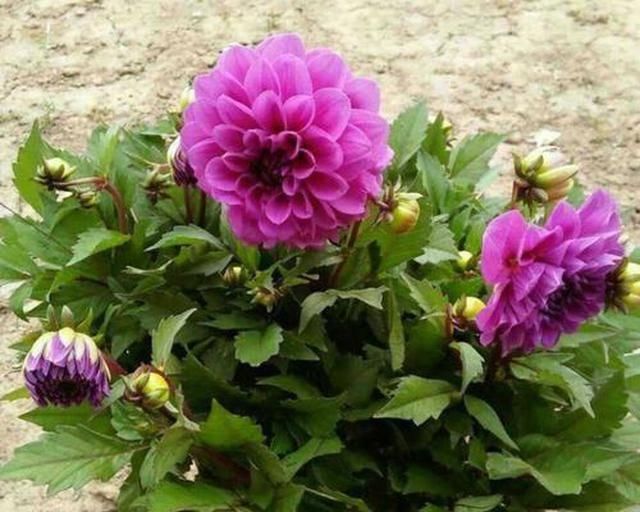 家里■家里有这“4种花”,4月多晒一晒,叶片绿、开花旺,植株抗性强!