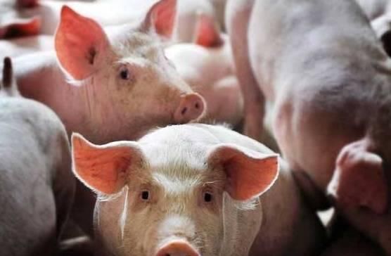  【猪肉】猪肉价格持续上涨，回农村养猪有出路吗？两个问题要考
