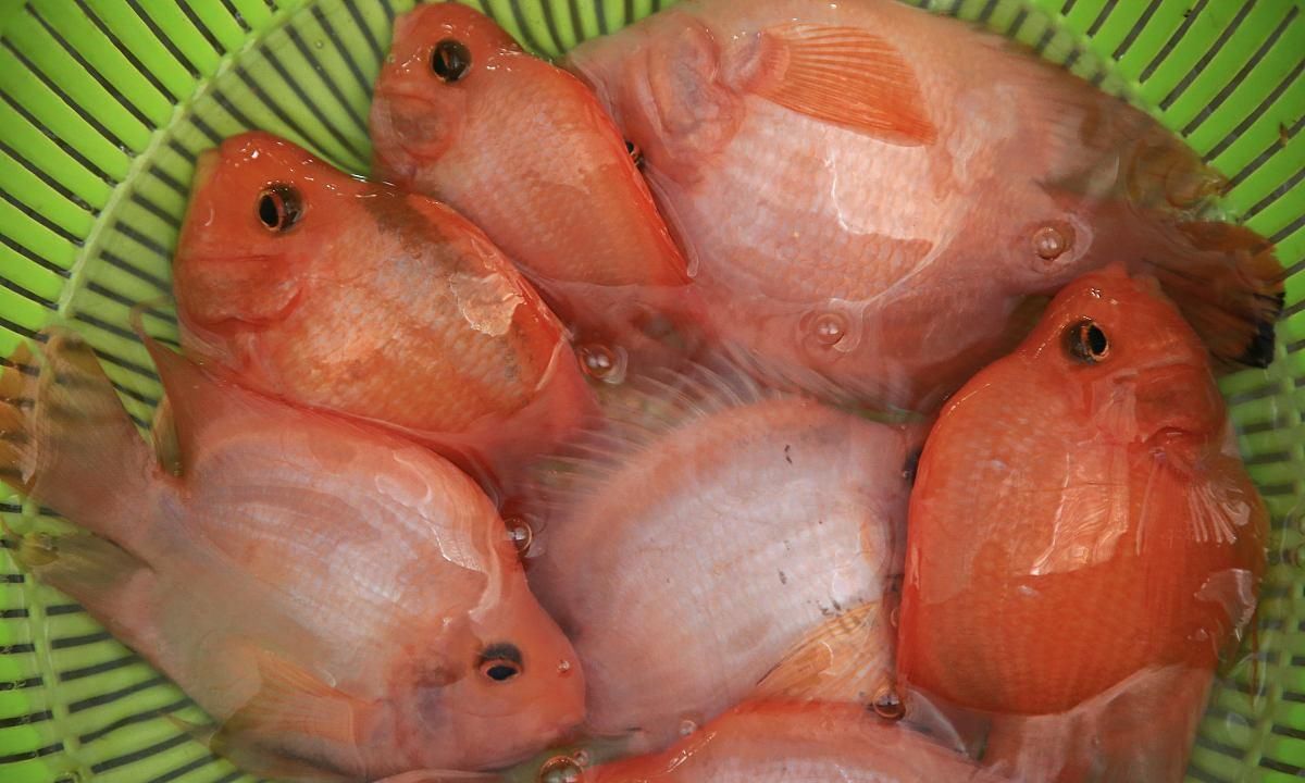  #天然饵料#观赏鱼“衣食住行”篇之“食神料理”
