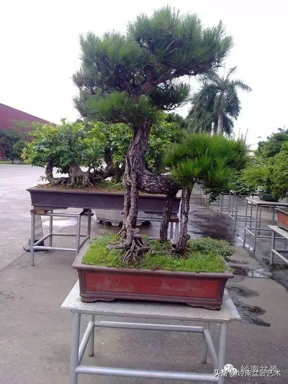 盆景大师都爱玩，山松会否成为下一个热点？