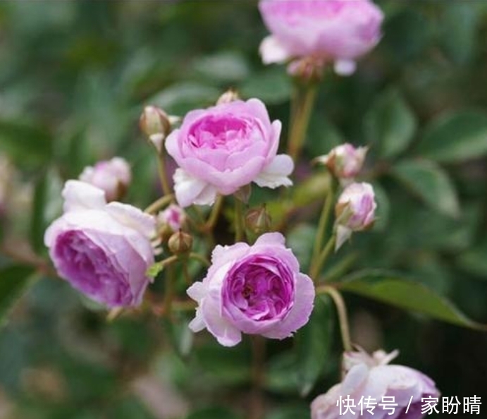 「有花赏」小阳台就养微月“四剑客”,只需养一盆,天天有花赏