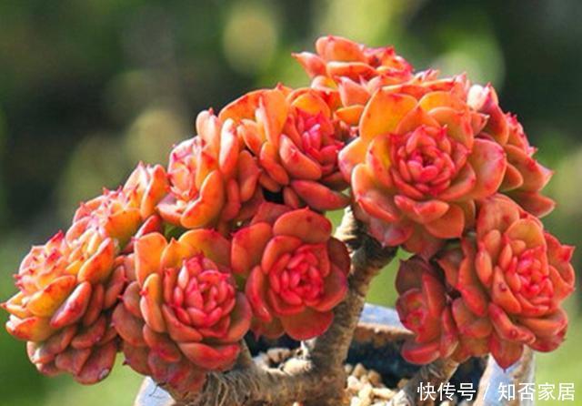  [牡丹]此种多肉状态好时，犹如盛开的牡丹，养护好易爆侧芽，精致迷人