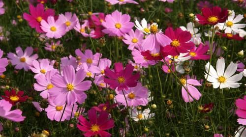  「便宜」阳台春天养这几种花,一棵开花上百朵,便宜又好养,好看极了!