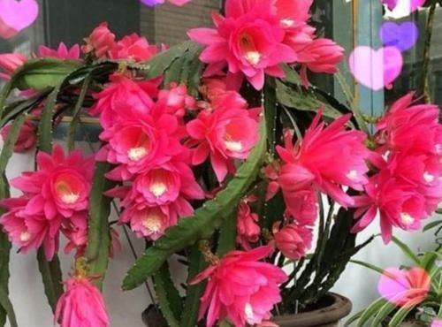  漂亮@好漂亮的几种花，很适合新手养，好养花期长，四季花开，天天赏花