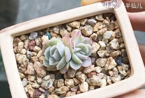  『白菜』多肉断水12天,绿白菜秒变红舞娘,想要上色就得...