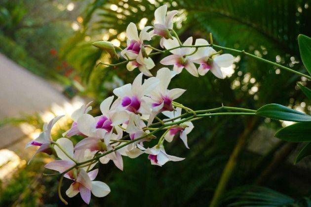  「种类」知道兰花有多少个？兰花一共有7个种类，知道你养的那种吗？