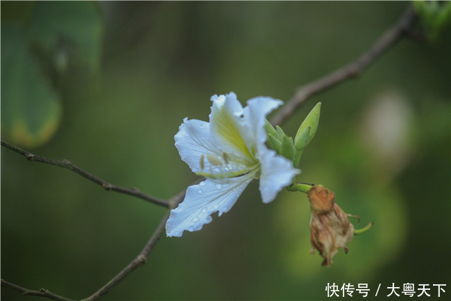 佛山南丹山宫粉紫荆绽放，满树和娇烂漫红，万枝丹彩灼春融