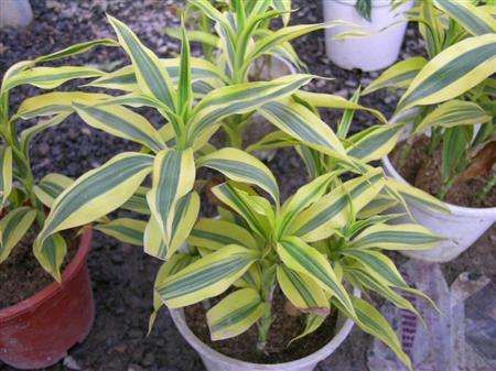 『茉莉花』阳台无花可种?这些植物吊起来,四季繁花似锦,花期一到开不停歇