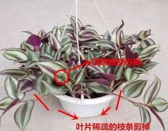  「皮实」学会这几点，皮实好养的“吊竹梅”，几天就能疯长成瀑布