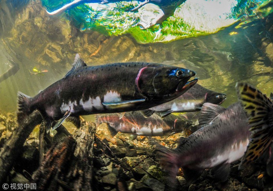 俄罗斯:繁殖季节到来 摄影师水下拍摄粉红大马