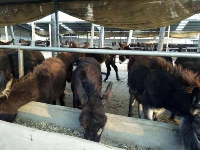 2019年养殖推荐：9种适合年轻人的养殖项目