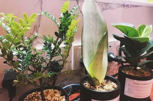  扦插■3种花最好别扦插，越养越难看，重瓣花也能变单瓣！