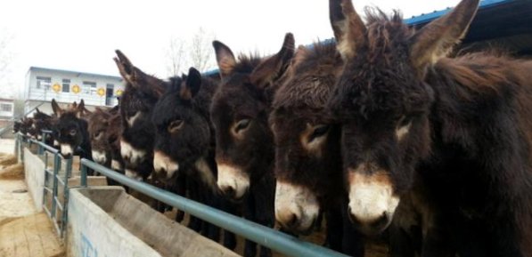  【赚钱】2019年，农村这些养殖项目比较赚钱，做好比打工强！