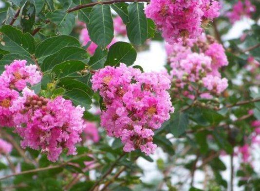  「色彩艳丽」紫薇花的养花方法，这样养护花开更久，色彩艳丽满枝头，花期长