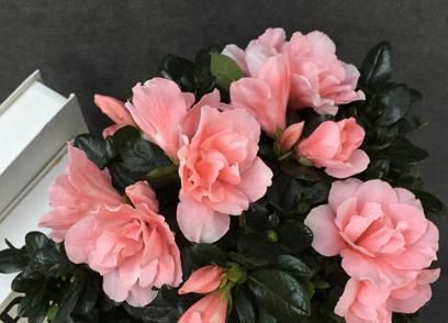 呼呼:小花匠养兰花,2种“植料”一搭配,从来不烂根,呼呼开花冒新芽