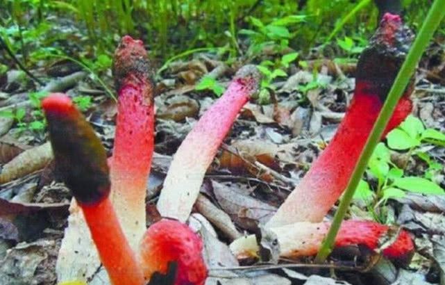 这种野生物，野外看到不要踩，现在极为珍贵，微毒勿食