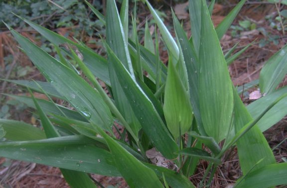  「除掉」农村若遇“此物”，请别除掉，珍惜它，因为当前价值极