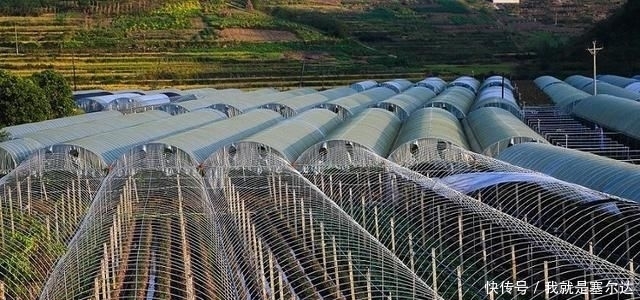  [农业发展]未来的农民该去哪里，以后在农村能干什么