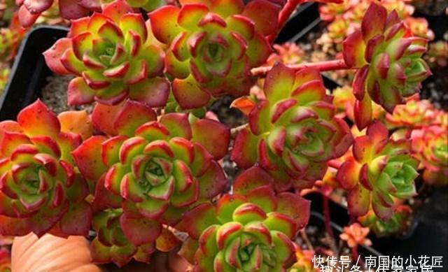  『灵性』没有“虐”不红的蒂亚，只有被淹死的多肉！